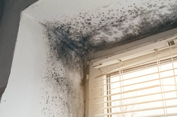 Trusted Attic Mold Removal service in Auburn, KY - Cheap Mold Removal