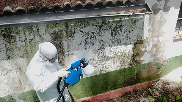 Trusted Basement Mold Remediation service in Auburn, KY - Cheap Mold Removal